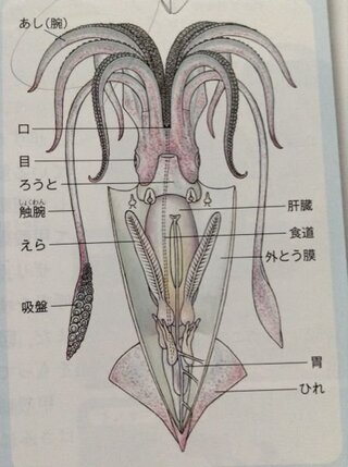 至急 中学二年生理科の問題です イカの器官には セキツイ動物のそ Yahoo 知恵袋