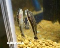 水槽を綺麗にする 魚 について教えて下さい 私は金魚を飼っているのですが Yahoo 知恵袋