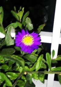 日暮れ後小雨の中で撮ったので写り悪いですが、この紫色の花の名前を教えて下さい。
丈は30cm以下の植物で花はこれしか見られませんでした。 