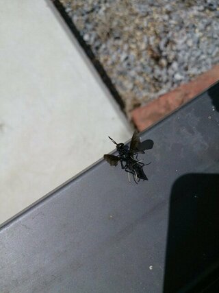 全身真っ黒な２cmほどの大きさのこの蜂 は何蜂ですか たまに Yahoo 知恵袋