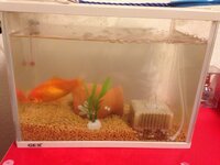 ヤマトヌマエビが金魚を食べてしまいます最近弱ってる金魚や死んで Yahoo 知恵袋