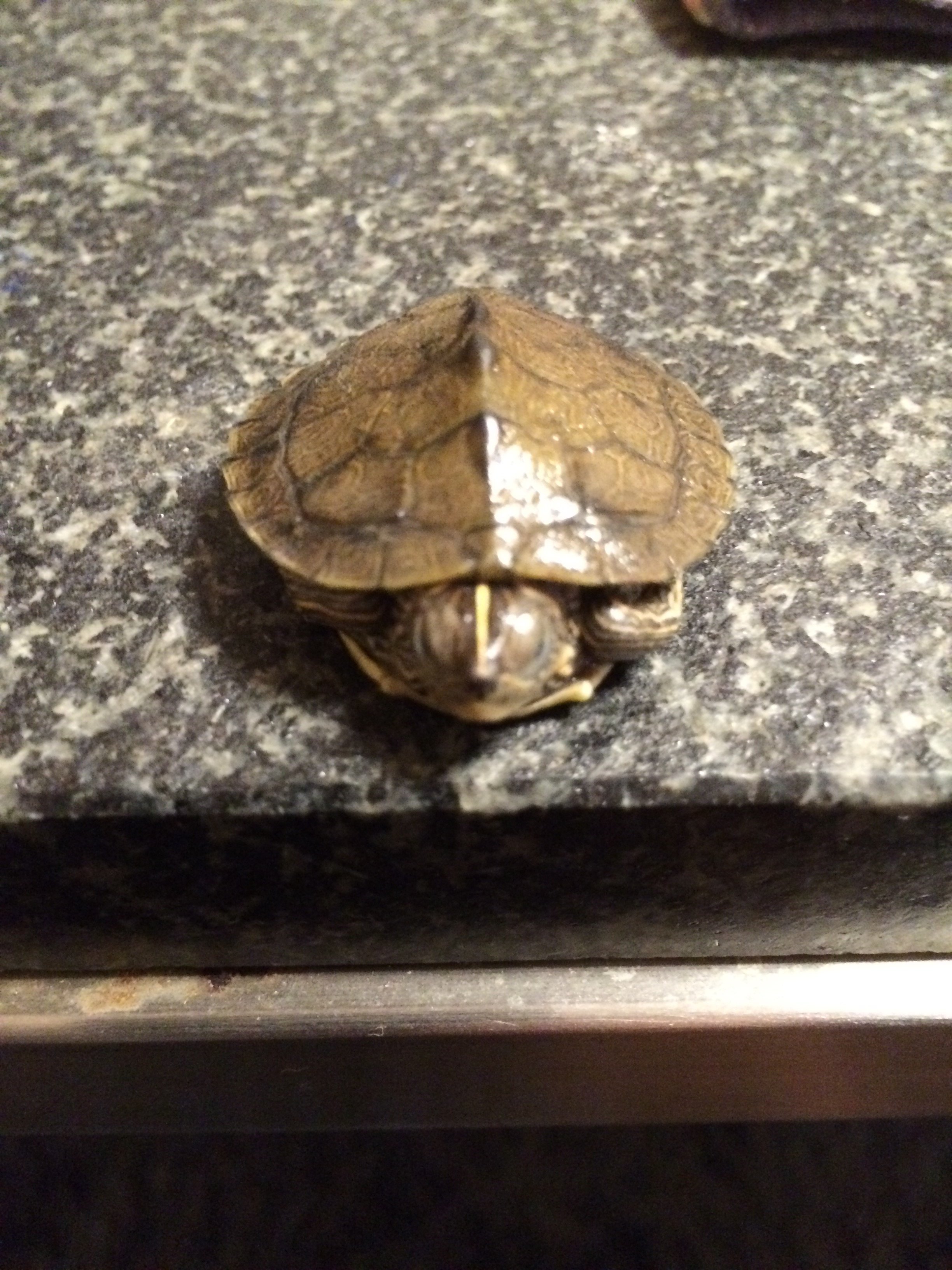 娘が飼育している亀が死にそうです 赤ちゃんです 亀の種類と対処方法を Yahoo 知恵袋