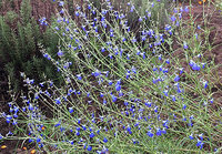 近くのハーブ園に咲いていた青い花です かすかに記憶があるのです Yahoo 知恵袋