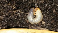 この幼虫は何の幼虫でしょうか 今年プランターできゅうりとゴーヤを栽培しており今日 教えて 住まいの先生 Yahoo 不動産