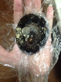 ベッコウガサ 軟体 市場魚貝類図鑑