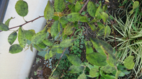 ハイノキが落葉して困ってます ５月末に植え付けたハイノキの葉がよ Yahoo 知恵袋