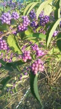 この紫色の実がついた植物は なんでしょうか コムラサキ Yahoo 知恵袋