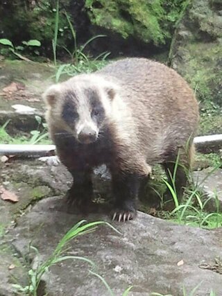 秋田県で出会ったこの動物はなんという名前ですか アナグマです イタ Yahoo 知恵袋
