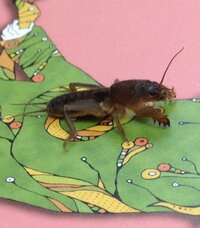 こおろぎさんという苗字があるみたいですが どんな漢字なのでしょうか Yahoo 知恵袋