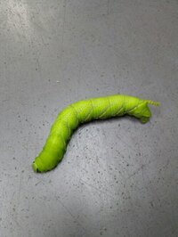 全長15cmぐらいで 一本角をもつ青虫がいます これは 蝶に Yahoo 知恵袋
