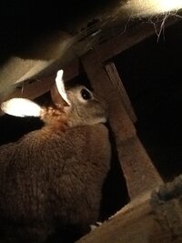 うさぎがソファーから出てきません うちでは去年くらいからうさぎを放し飼い Yahoo 知恵袋