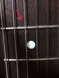 飼ってる猫がギターの音に物凄く怖がります でも ギター引きた Yahoo 知恵袋