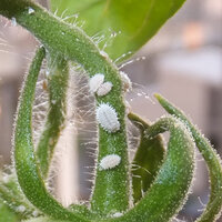 野菜に白い虫 去年の夏から 小さな白い虫が発生しミニトマトの葉 Yahoo 知恵袋