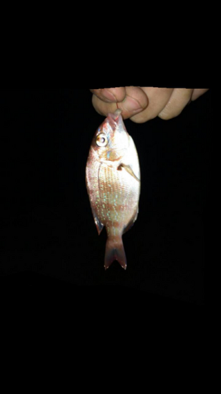 八戸の海でマダイの子供 チャリコ が釣れたんですが いままで マダ Yahoo 知恵袋