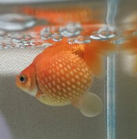 金魚の水泡病って薬浴だけで治りますか 潰して薬浴が望ましいでしょうか 薬 Yahoo 知恵袋