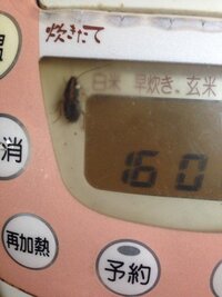 炊飯ジャーの文字盤のところに謎の虫が入り込んでます どなたかこの虫が何なの 教えて 住まいの先生 Yahoo 不動産