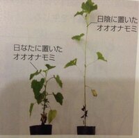 同じ種の植物でも 日陰と日なたの植物の葉と茎の長さは 日陰の方 Yahoo 知恵袋