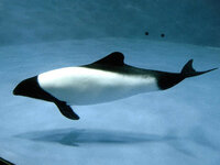 イルカは体色が黒い種と白い種 白黒の種がいますが 進化の過程でどうい Yahoo 知恵袋