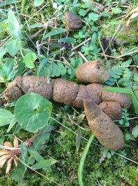 大変失礼します これは犬のふんでしょうか 庭に毎朝たくさんのプレゼント Yahoo 知恵袋