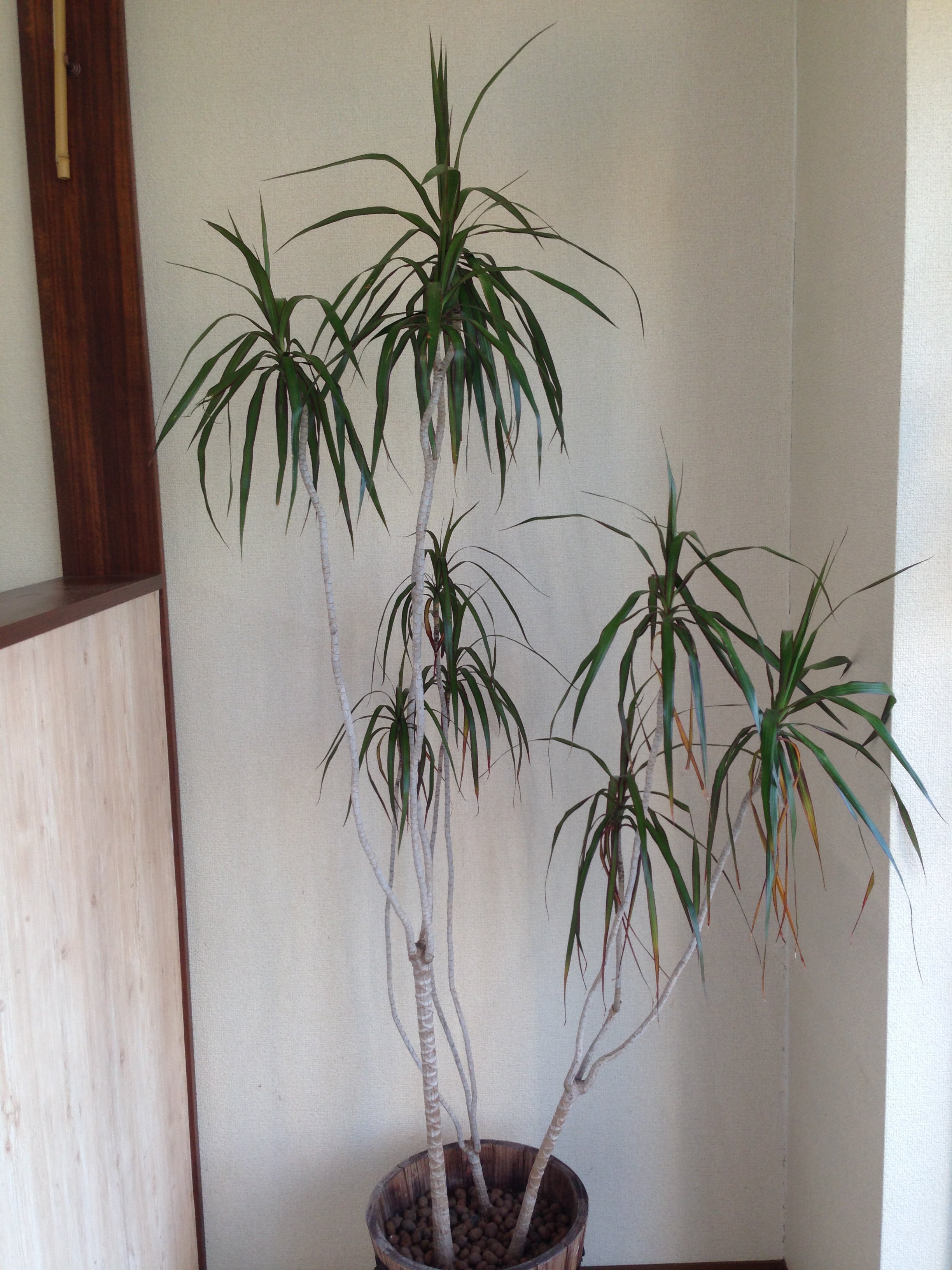 大きくなりすぎた観葉植物 - って、皆さんどうしてますか？うちでは大 
