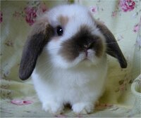 うさぎって違う種類でも交尾するんですか こんにちは うさぎって違う種類でも Yahoo 知恵袋