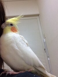 オカメインコが襲ってきます 見ていただきありがとうございます 我が家 Yahoo 知恵袋