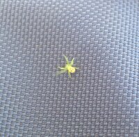 緑色の蜘蛛を見たんですが これは何というのでしょうか カニグモ科ギ Yahoo 知恵袋