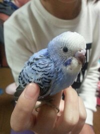 8月25日に家に来たばかりのセキセイインコのヒナの様子が少し Yahoo 知恵袋