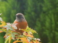 庭によく来る鳥の名前が解りません メジロの様な色だけど 目の周りは白く無 Yahoo 知恵袋