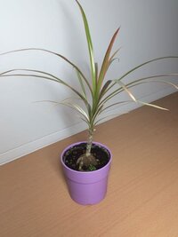 観葉植物育成初心者です 今育てているコンシンネが成長しません 3ヶ Yahoo 知恵袋