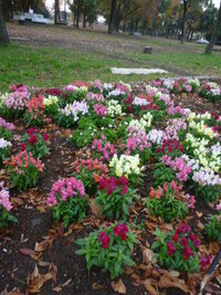 今咲いている花でビオラより小さいこの花の名前は キンギョソウで間違 Yahoo 知恵袋