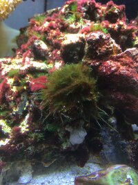 海水魚水槽で増える海藻の駆除について 海水魚水槽を立ち上 Yahoo 知恵袋