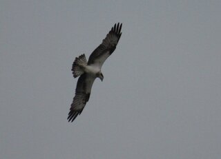 この鳥は何ですか 海の上空を旋回するように飛ぶ鳥を撮影しました 名前がわ Yahoo 知恵袋