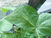 インゲン豆の葉の白い斑点は うどんこ病が原因でしょうか インゲン豆を 鉢 Yahoo 知恵袋