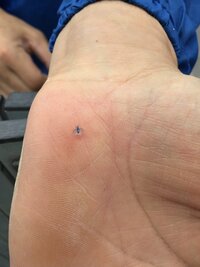 この虫の名前を教えてください 関西の山よりの土地で発見体が青くて羽が白い Yahoo 知恵袋