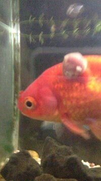 飼っている金魚に 赤いこぶが できてしまいました これは 病 Yahoo 知恵袋