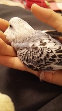 うちのインコの歩き方がおかしいです 先日 おそらくケージの中の Yahoo 知恵袋