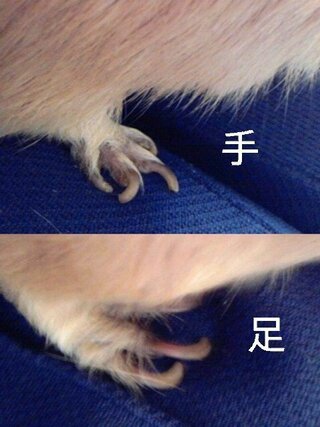 飼ってるモルモットの爪がめっちゃ伸びてます 何で切れば良いですか 噛み癖 Yahoo 知恵袋