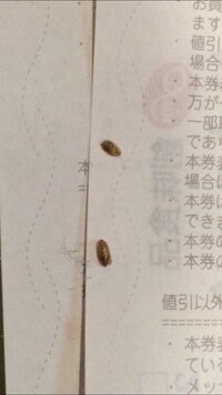 この虫 がクローゼットに大量にいました 検索してみたものの Yahoo 知恵袋