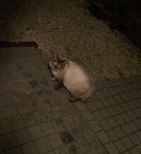 タヌキは野良猫を襲って食べたりする事はあるんですか 田舎に住ん Yahoo 知恵袋