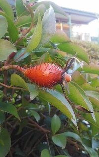 生垣から突き出した棘だらけの赤い実の正体を教えて下さい バラ科のナ Yahoo 知恵袋