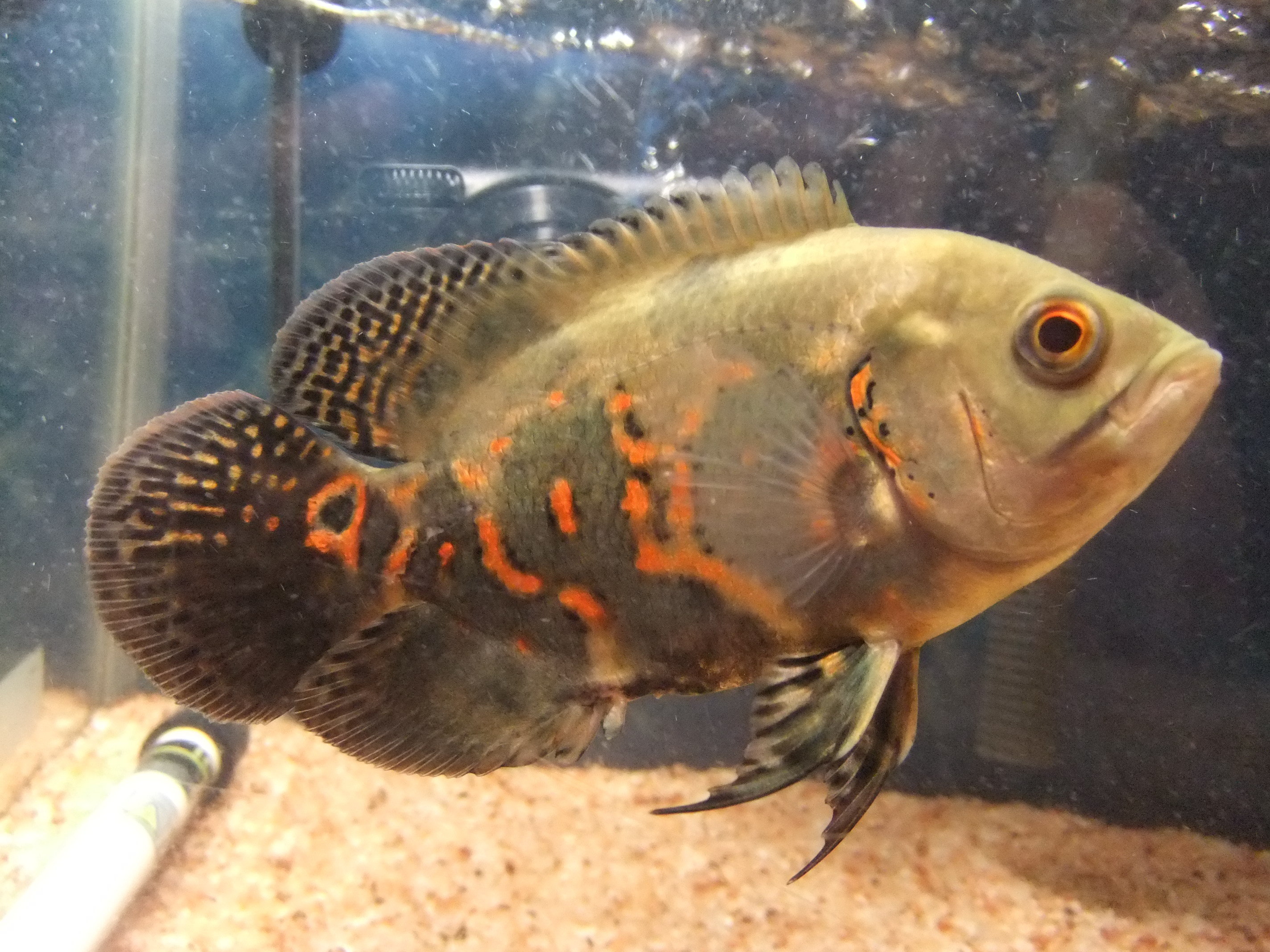 オスカーと混泳できる魚を教えてください！なんでもいいです！↓うちで