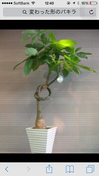 観葉植物の虫駆除について 最近パキラを買いました しかし 小さい虫が Yahoo 知恵袋