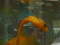 金魚の体が曲がり横たわる病気について 今朝突然金魚の体が曲がり 水槽の Yahoo 知恵袋