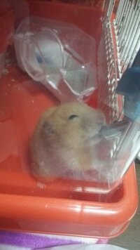 ハムスターが大量に水を飲む病気 前回同じようにハムスターがなくなりました Yahoo 知恵袋