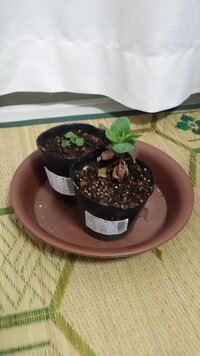 芽キャベツです 種から蒔いて花壇に定植させていたものです また Yahoo 知恵袋