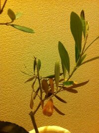 葉先枯れ病 オリーブの葉の先端が茶色くなってしまいます 去年の秋頃に購入した Yahoo 知恵袋