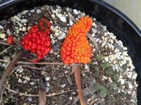 雪餅草の種

この赤い種を植えれば、春にまた雪餅草が出てきますか？

種はひとつひとつ分けて植えますか？ 