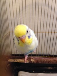 飼っているインコが時々片足立ちをします あと その際に浮かしている足 Yahoo 知恵袋