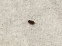 ヒメカツオブシムシでしょうか 家の至る所に最近 硬くて黒い小さい虫 Yahoo 知恵袋